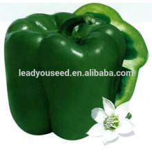 MSP071 Fangzheng hot sale hybrid green sweet pepper seeds company
